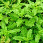 7 Reasons Why Holy Basil Or Tulsi Is Good For Your Health