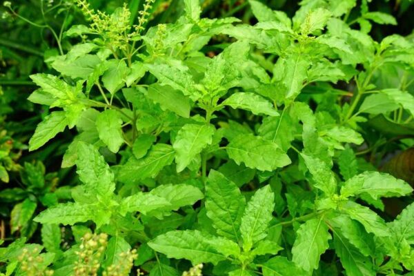 7 Reasons Why Holy Basil Or Tulsi Is Good For Your Health