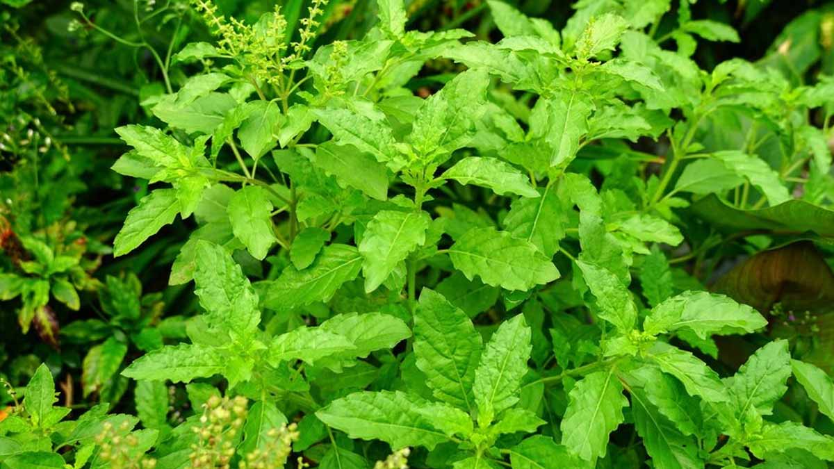 7 Reasons Why Holy Basil Or Tulsi Is Good For Your Health